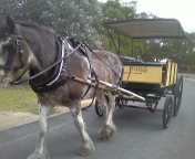 Jamie the horse