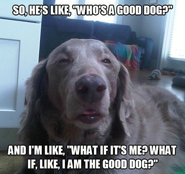 Stoner-Dog-3.jpg