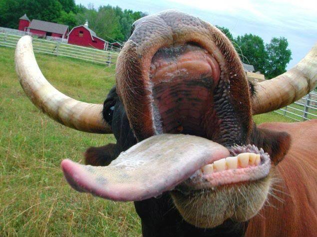cow_rev.jpg