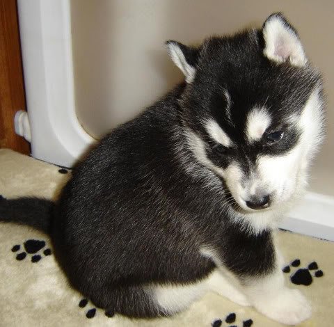kiarapup.jpg