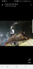 post-101443-0-22201500-1517223449_thumb.png