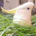 Kippa